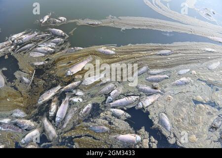 Dans la ville de touristik, dans la région de l'Anatolie orientale en Turquie, les morts de poissons ont peur. En raison du réchauffement de la planète et des conditions de sécheresse, Kockopru, situé dans le district d'Ercis, a un niveau d'eau extrêmement bas. À côté des micro-algues qui prolifèrent dans l'eau à la baisse du niveau de l'eau, il est encore réduit, obstruant les branchies de ces poissons, causant le poisson à décliner dans les barrages. Photo de Ali Ihsan Ozturk/Demiroren Visual Media/ABACAPRESS.COM