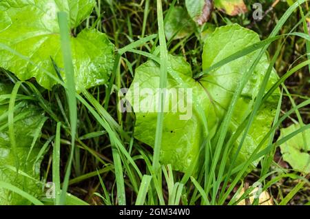 Tussilago farfara, connu sous le nom de coltsfoot, plante verte de la tribu des armotes avec de grandes feuilles larges qui poussent sur le sol forestier en Allemagne, en Europe Banque D'Images