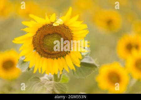 Classé de tournesol - champ de tournesol (Helianthus annuus) dans une ferme de campagne du New Jersey avec un ciel spectaculaire et le coucher du soleil et le rétro-éclairage Banque D'Images