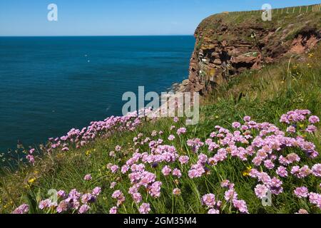 St Bees Head, réserve RSPB avec la plus grande colonie d'oiseaux de mer d'été dans le nord-ouest de l'Angleterre, près de Whitehaven, Cumbria, Royaume-Uni, Banque D'Images