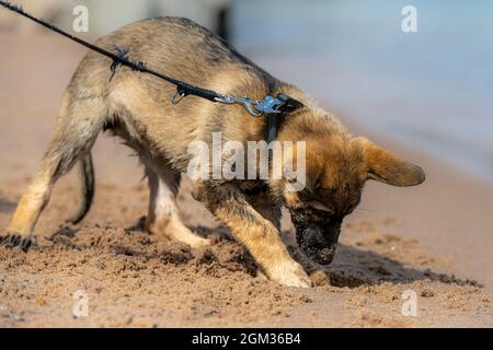 Un chiot Berger allemand de onze semaines jouant sur une plage de sable. Creuser dans le sable Banque D'Images