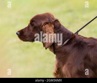 Un Setter irlandais ou rouge Banque D'Images