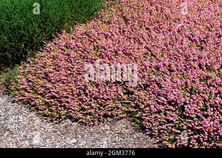 Calluna vulgaris 'Red Favorit' Heather Garden fleurit au début de l'automne Banque D'Images