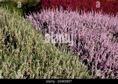 Blanc Rose Calluna vulgaris automne Heather Mix fleurs plantes Callunas Banque D'Images