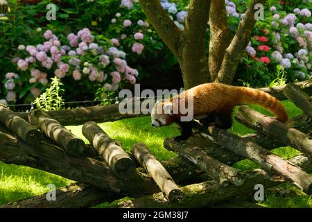 Mignon panda rouge marchant sur des bûches l'été Banque D'Images