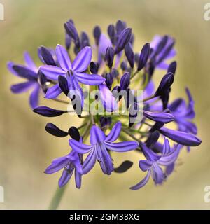 Agapanthus 'Etoile du Nord' - Cap Lily Banque D'Images