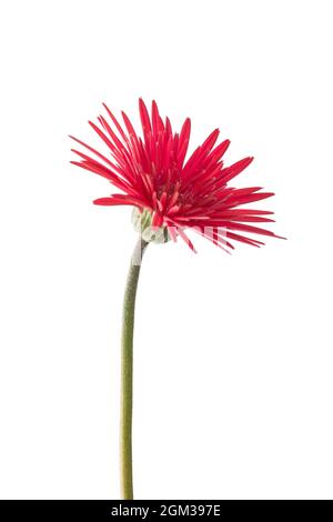 fleur de gerbera rouge foncé isolée sur fond blanc Banque D'Images
