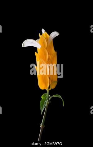 crevettes d'or, pachystachys lutea, fleur de bractées jaune vif avec ailes blanches, connue sous le nom de bougie dorée ou plante de lollypop, isolée sur le noir Banque D'Images