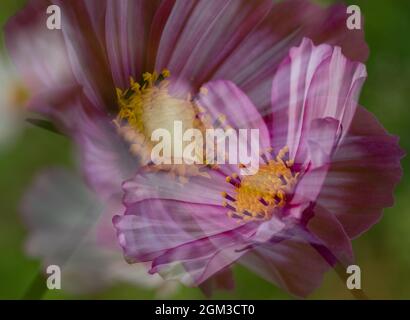 Fleurs COSMOS en fleur. Banque D'Images