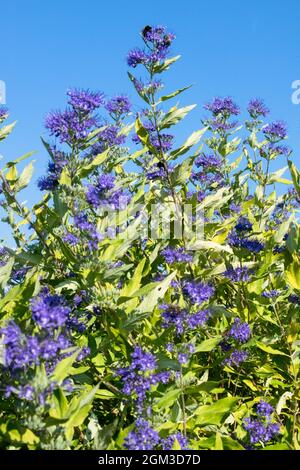 Fleurs bleues à la fin de l'été septembre plantes dans le jardin Caryopteris clandonensis 'Worcester Gold' Banque D'Images