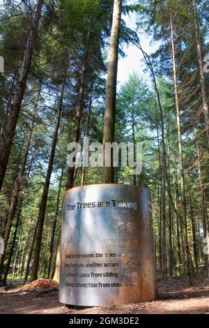 Forêt de Dean Gloucestershire, sentier de plongée temporaire. Banque D'Images