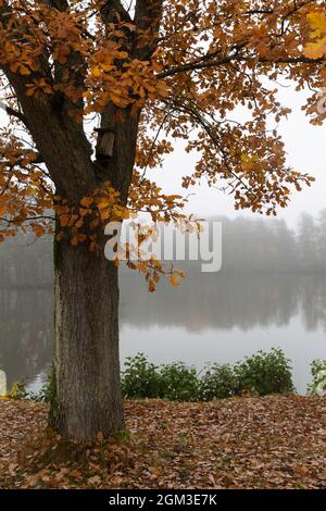 Un chêne au bord d'une rivière en automne Banque D'Images