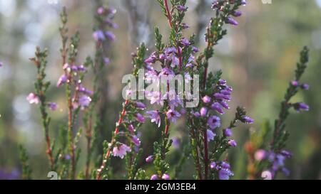 Rosée Art. Fleurs finlandaises dans un matin d'automne. La rosée est magnifique et étincelante au soleil Banque D'Images