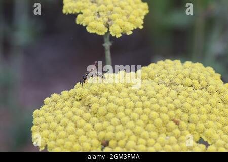 Une guêpe potter rayée jaune recherche le nectar sur un groupe de fleurs jaunes. Banque D'Images