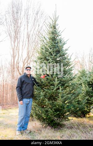Tradition des arbres de Noël Banque D'Images