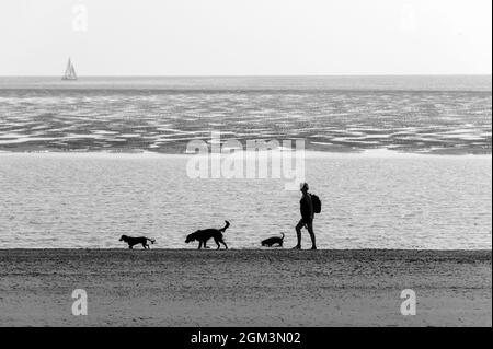 Silhoutte d'une femme marchant le long de la côte marchant ses trois chiens sur la plage. Banque D'Images