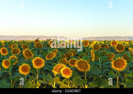 Champ de fleurs de tournesol au début de l'aube dans la Californie Central Valley, États-Unis, au début de l'été. Banque D'Images