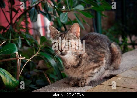 Une maman chat assis sur une terrasse dans un jardin vert Banque D'Images