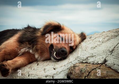 Chien dormant avec un sourire sur un rocher lors d'une journée nuageux Banque D'Images