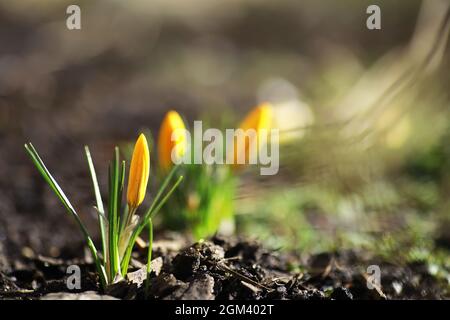 Crocus blanc et jaune dans le pays au printemps. Fleurs de printemps brillantes. Des plantes fraîches et joyeuses ont fleuri. Les jeunes pousses. Banque D'Images