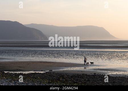 Llandudno, Conwy, Royaume-Uni, 7 septembre 2021 : dans la soirée près du coucher du soleil, un homme marche deux chiens tandis que la marée est sur une plage déserte de West Shore. Banque D'Images