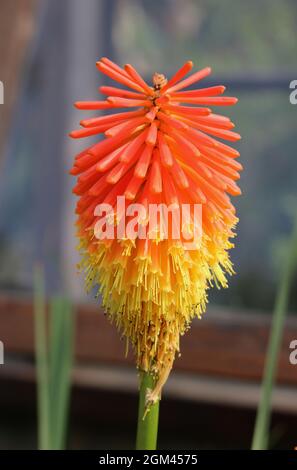 Image verticale gros plan de kniphofia ou de poker rouge chaud montrant les détails de fleur Banque D'Images