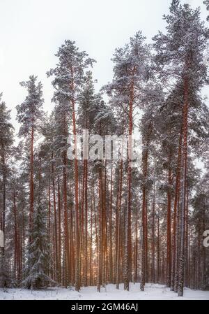 Paysage d'hiver fond naturel. Grands pins dans une forêt enneigée avec le soleil couchant par temps nuageux Banque D'Images
