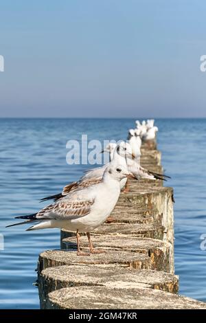 Mouettes sur des poteaux en bois comme brise-lames sur la plage Baltique. Banque D'Images