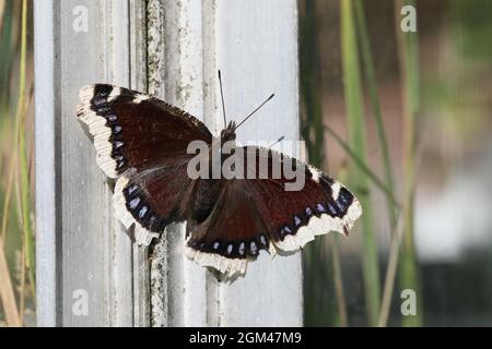 La beauté de Camberwell (Nymphalis antiopa), connue sous le nom de manteau de deuil en Amérique du Nord. Photographié à Randbøldal, Danemark. Banque D'Images