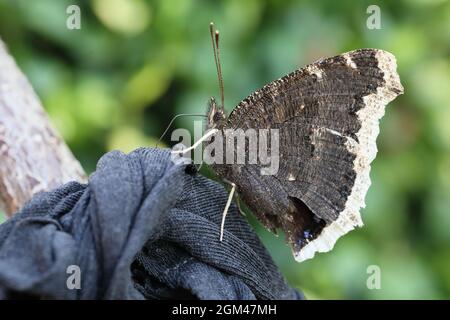 La beauté de Camberwell (Nymphalis antiopa), connue sous le nom de manteau de deuil en Amérique du Nord. Photographié à Randbøldal, Danemark. Banque D'Images