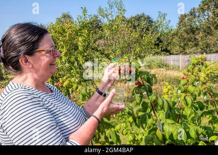 Femme cueillant des framboises dans des cannes à framboises dans un jardin de Norfolk. Banque D'Images