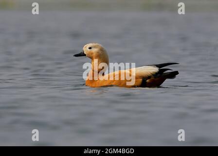 Ruddy Shelduck (Tadorna ferruginea) mâle sur la rivière avec des mauvaises herbes qui traînent du PN de Bill Chitwan, au Népal Janvier Banque D'Images