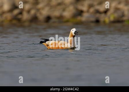 Ruddy Shelduck (Tadorna ferruginea) femelle sur le fleuve appelant Chitwan NP, Népal Janvier Banque D'Images