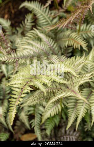 Intéressant Athyrium 'Ghost', lady Fern 'Ghost', Athyrium filix-femina 'Ghost', Athyrium nigonicum 'Grey Ghost' Fern gros plan Banque D'Images