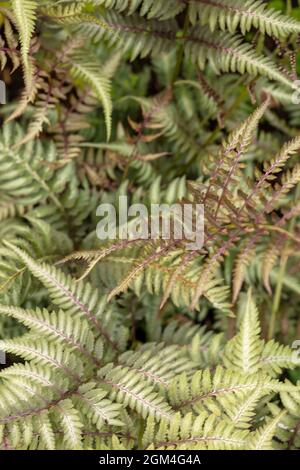 Intéressant Athyrium 'Ghost', lady Fern 'Ghost', Athyrium filix-femina 'Ghost', Athyrium nigonicum 'Grey Ghost' Fern gros plan Banque D'Images