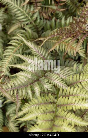 Intéressant Athyrium 'Ghost', lady Fern 'Ghost', Athyrium filix-femina 'Ghost', Athyrium nigonicum 'Grey Ghost' Fern gros plan Banque D'Images