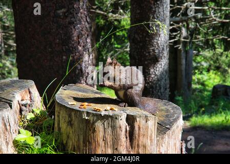 l'écureuil est assis sur le tronc d'arbre dans la forêt et mange un écrou, une grande image d'animal Banque D'Images