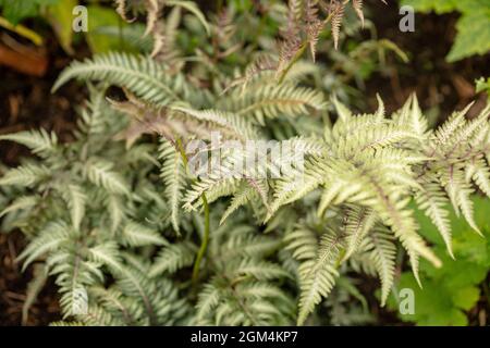 Intéressant Athyrium 'Ghost', lady Fern 'Ghost', Athyrium filix-femina 'Ghost', Athyrium nigonicum 'Grey Ghost' Fern gros plan Banque D'Images