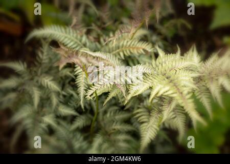 Intéressant Athyrium 'Ghost', lady Fern 'Ghost', Athyrium filix-femina 'Ghost', Athyrium nigonicum 'Grey Ghost' Fern gros plan Banque D'Images