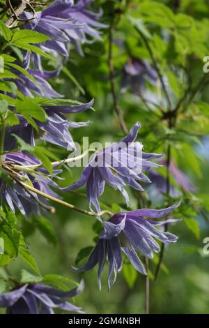 Atragene double bleu (clematis) variété Cecile fleurit dans le jardin. De belles fleurs d'été bleu dans un jardin vertical le jardinage. Banque D'Images