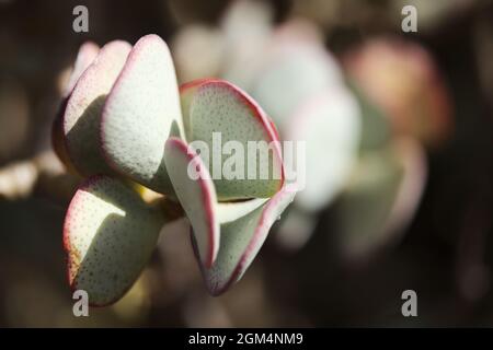 Crassula arborescens aka plante de jade d'argent Banque D'Images