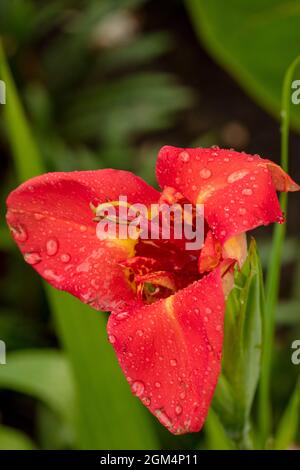 Intrigant Tigridia Pavonia ‘Speciosa’ fleurit en gros plan après une douche de pluie Banque D'Images