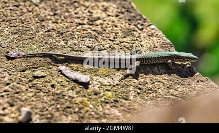 un lézard prend un bain de soleil sur une pierre. les bagen brun timide sont très maniables mais aussi curieux Banque D'Images