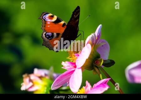 Papillon paon Inachis io Aglais io sur fleur de Dahlia papillon paon sur fleur plante vivace automne septembre Banque D'Images