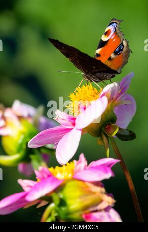 Inachis io Peacock papillon sur la fleur Dahlia papillon au début de l'automne Banque D'Images