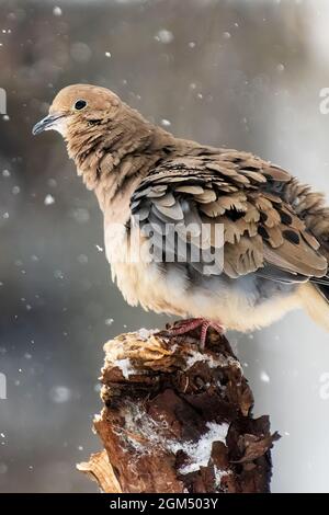 Colombe en deuil en hiver Banque D'Images