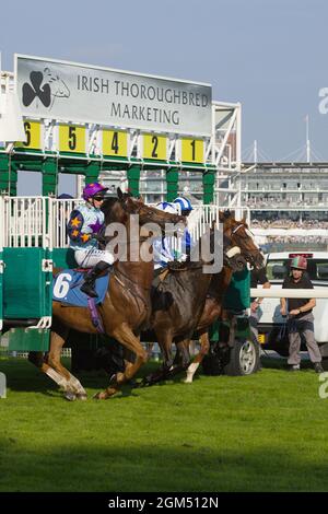 Jockeys et chevaux quittant les portes de départ au début d'une course à l'hippodrome de York. Banque D'Images