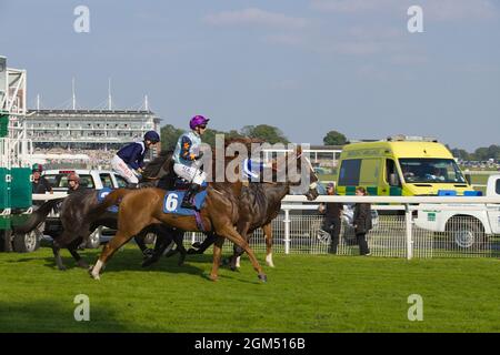 Jockeys et chevaux quittant les portes de départ au début d'une course à l'hippodrome de York. Banque D'Images