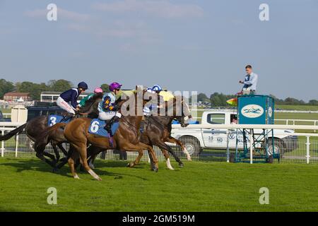 Jockeys et chevaux quittant les portes de départ au début d'une course à l'hippodrome de York. Banque D'Images