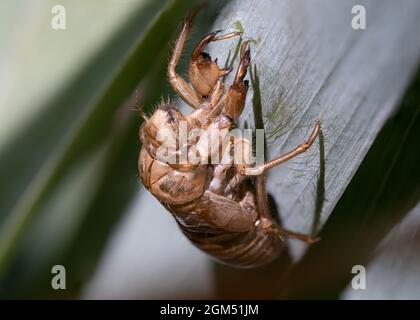 Une coquille vide, écartée d'une cicada de 17 ans clings hallow à une feuille verte au soleil chaud. Banque D'Images